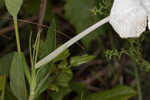 Nightflowering wild petunia